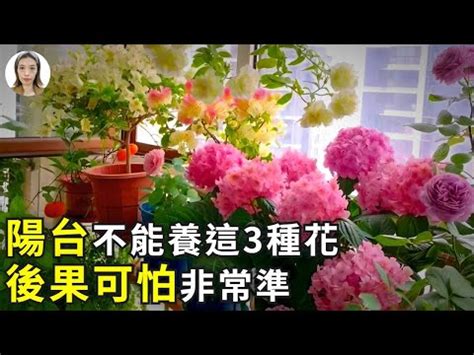 陽台種玫瑰風水|前陽台招財植物大全！15 種適合陽台的植物助你財源。